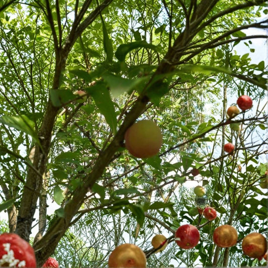 Fuji Apple Tree – Malus domestica Live Bare Root | 16+ Inches Tall | Fast Growing Fruit Tree | Backyard Orchard Starter