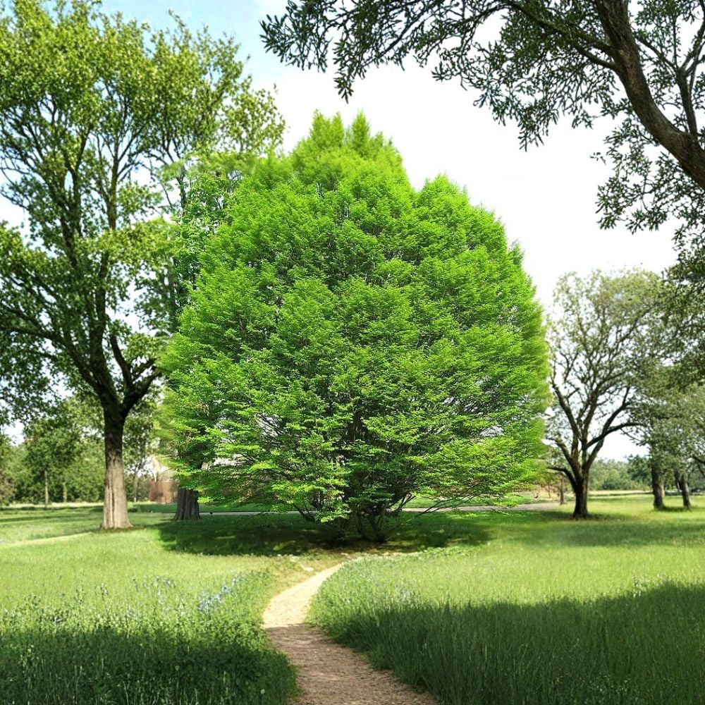 European Hornbeam – Carpinus betulus Tree Seeds | 20 Seeds | Hardy Hedge & Bonsai Tree | Cold Tolerant | Fall Color Landscape Tree