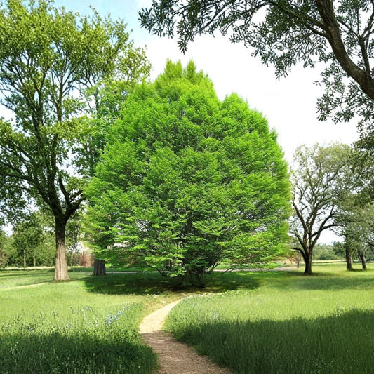 European Hornbeam – Carpinus betulus Tree Seeds | 20 Seeds | Hardy Hedge & Bonsai Tree | Cold Tolerant | Fall Color Landscape Tree