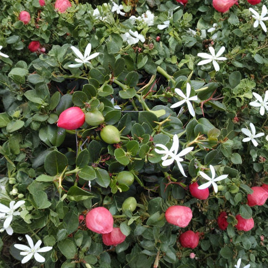 Natal Plum – Carissa macrocarpa Seeds | 5 Seeds | Evergreen Edible Shrub | Fragrant White Flowers | Tropical Hedge Plant
