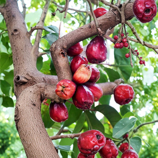 Jamaican Otaheite Mountain Apple – Syzygium malaccense Live Seedling | 3–6 Inches Tall | Tropical Water Apple Tree | Rare Fruit Plant