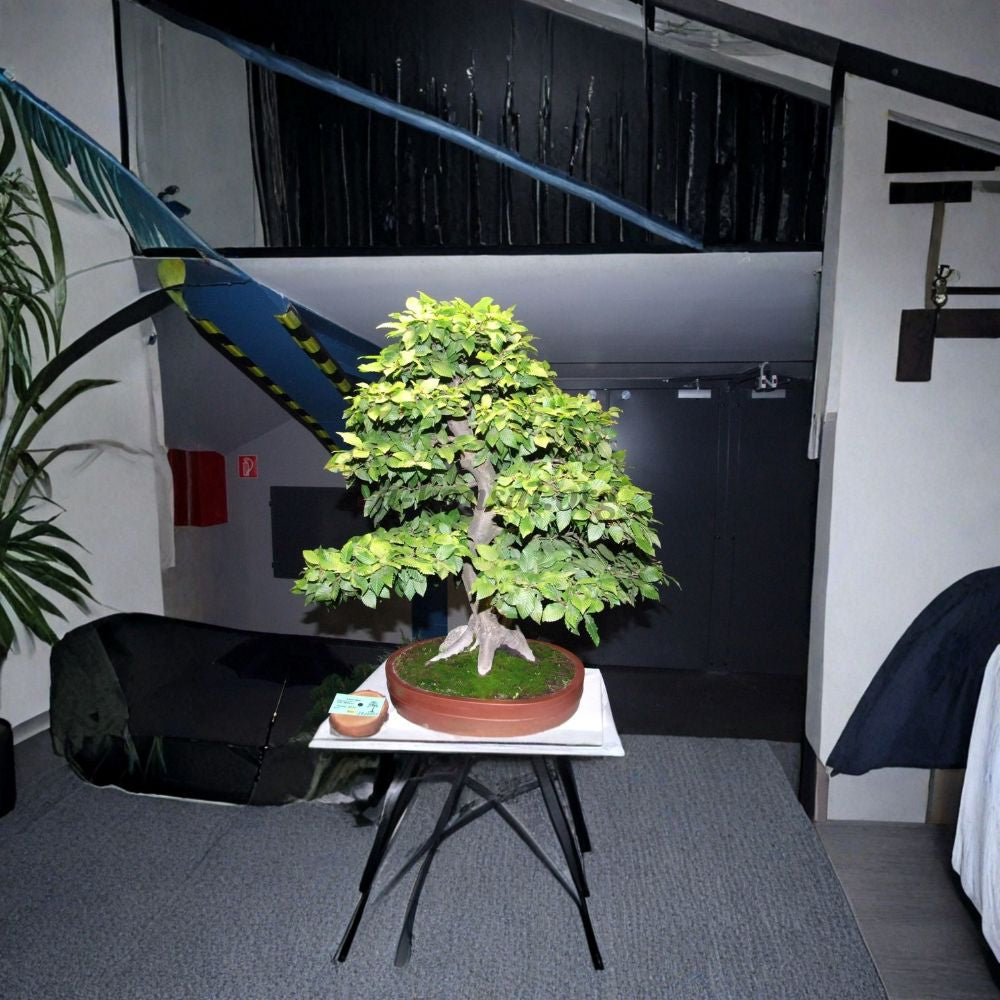 European Hornbeam – Carpinus betulus Tree Seeds | 60 Seeds | Hardy Hedge & Bonsai Tree | Cold Tolerant | Fall Color Landscape Tree