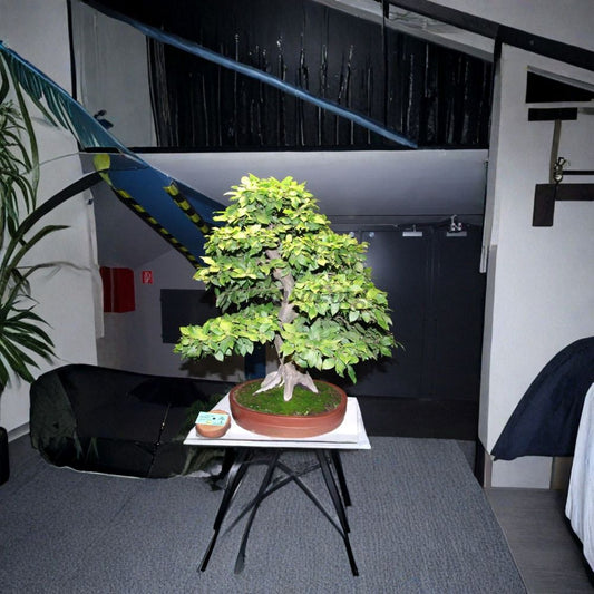 European Hornbeam – Carpinus betulus Tree Seeds | 60 Seeds | Hardy Hedge & Bonsai Tree | Cold Tolerant | Fall Color Landscape Tree