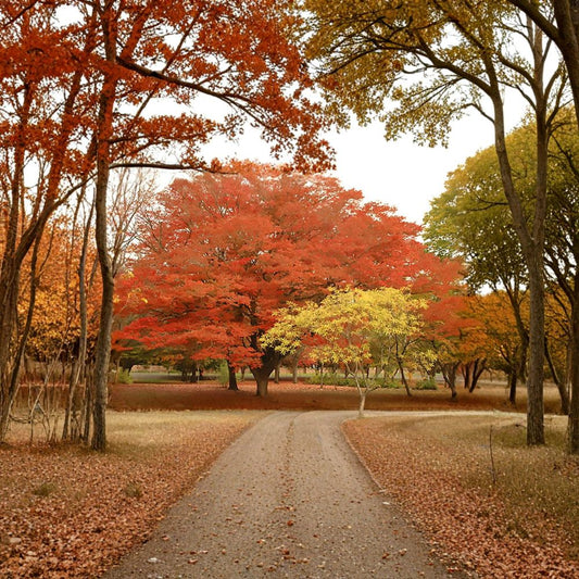Japanese Zelkova – Zelkova serrata Seeds | 20 Seeds | Fast Growing Shade Tree | Brilliant Fall Color | Hardy Urban Street Tree