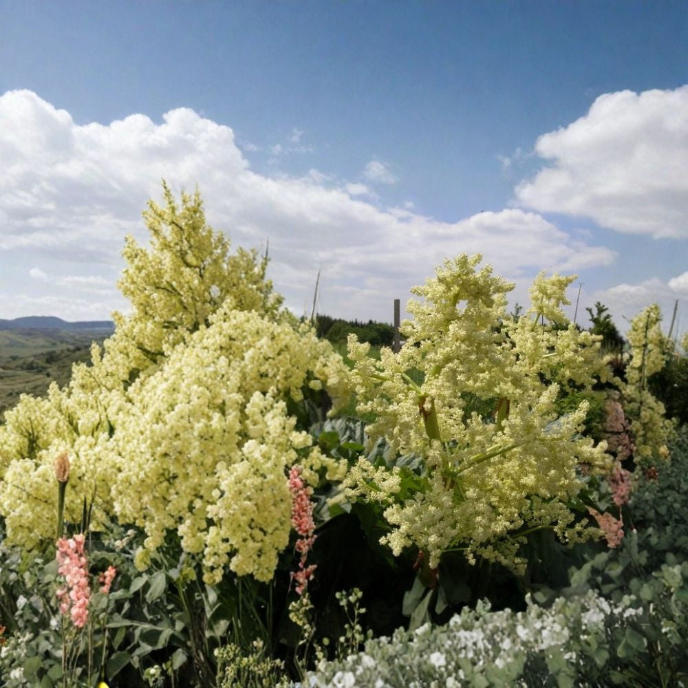 Victoria Rhubarb – Rheum rhabarbarum “Victoria” Seeds | 5400 Seeds | Hardy Perennial Vegetable | Fast Growing | Edible Stalks | Cold Tolerant