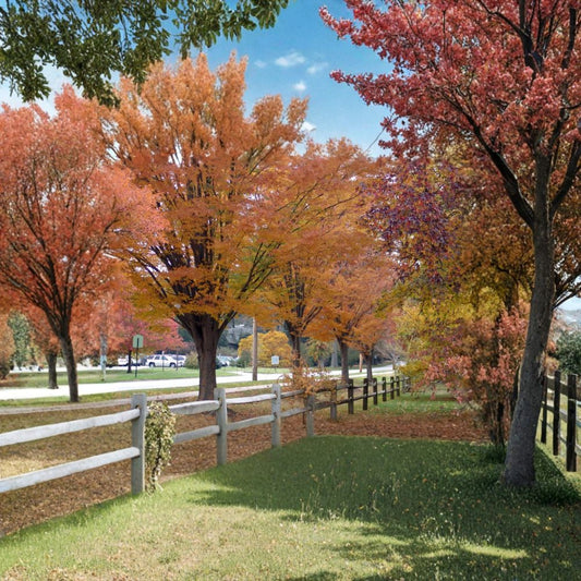 Japanese Zelkova – Zelkova serrata Seeds | 60 Seeds | Fast Growing Shade Tree | Brilliant Fall Foliage | Hardy Urban Tree