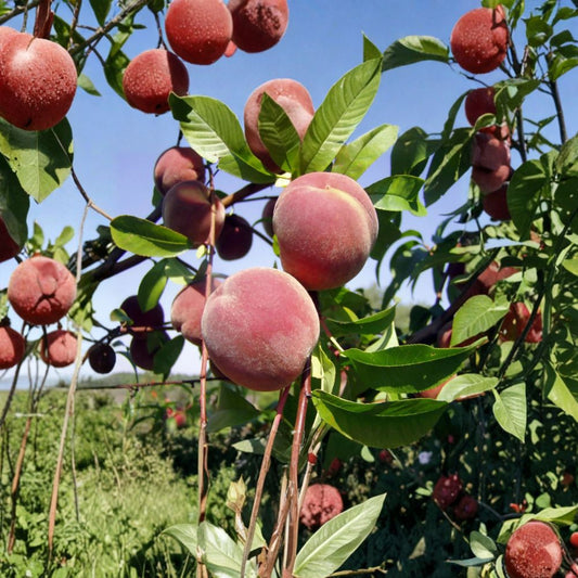 Nemaguard Peach – Prunus persica nemaguard Seeds | 6 Seeds | Cold Hardy Peach Tree | Disease Resistant Fruit Tree | Fast Growing Orchard Tree