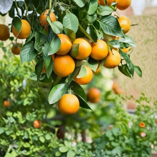 Pineapple Orange Tree – Citrus sinensis Live Grafted Plant | 2–3 Feet Tall | 1 Gallon Pot Sweet Citrus Tree | Patio & Garden Friendly