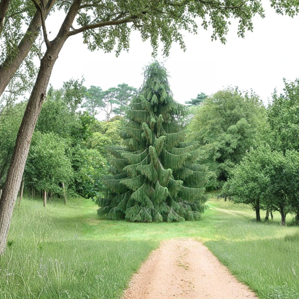 Himalayan Spruce – Picea smithiana (Morinda Spruce) Seeds | 30 Seeds | Evergreen Conifer | Weeping Form | Cold Hardy Tree