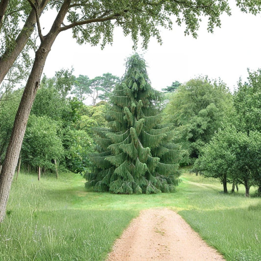 Himalayan Spruce – Picea smithiana (Morinda Spruce) Seeds | 30 Seeds | Evergreen Conifer | Weeping Form | Cold Hardy Tree