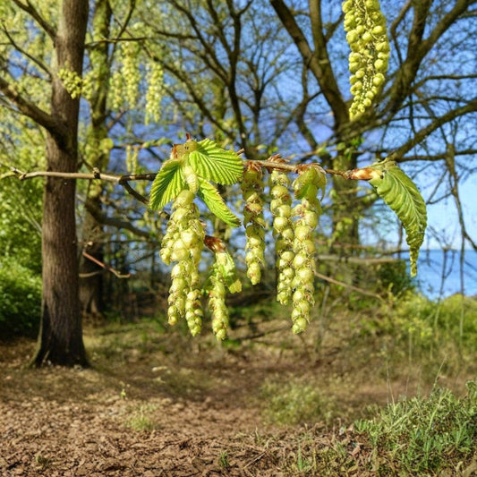 European Hornbeam – Carpinus betulus Tree Seeds | 240 Seeds | Hardy Privacy Hedge Tree | Cold Tolerant | Fall Color Landscape Tree