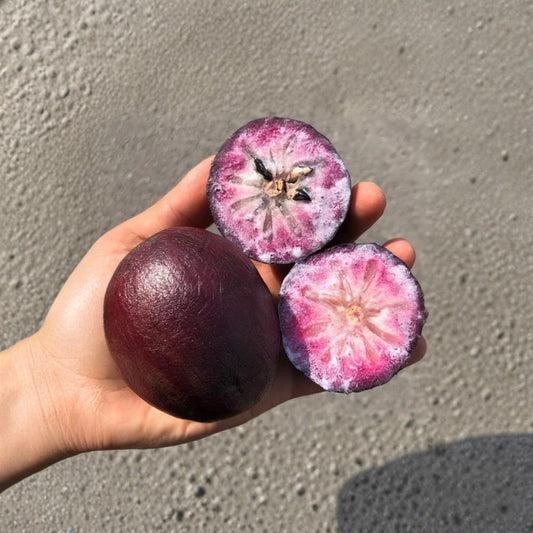 Caimito Tree – Chrysophyllum cainito Live Plant | 2–3 Feet Tall | 3 Gallon Pot Star Apple Tree | Tropical Fruit Tree