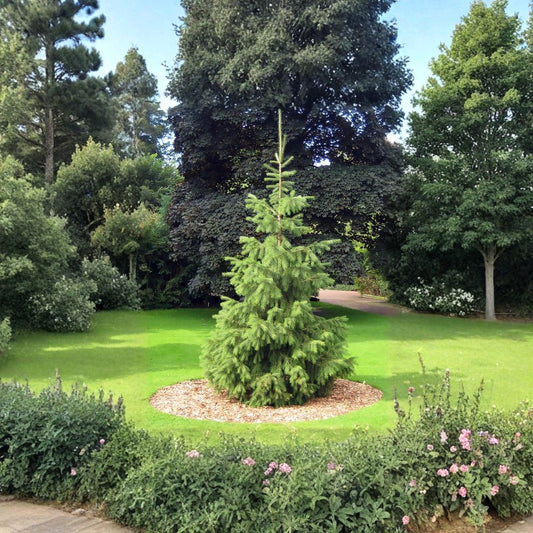 Himalayan Spruce – Picea smithiana (Morinda Spruce) Seeds | 100 Seeds | Evergreen Conifer | Weeping Form | Cold Hardy Tree