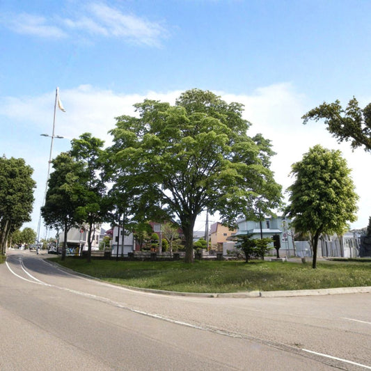 Japanese Zelkova – Zelkova serrata Seeds | 120 Seeds | Hardy Shade & Street Tree | Brilliant Fall Color | Urban Tolerant
