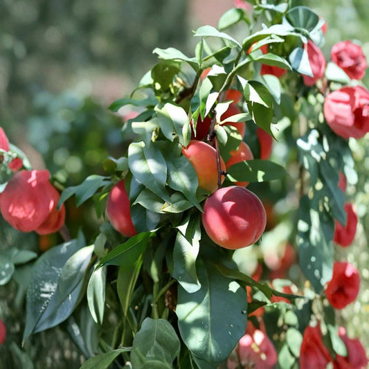 Nemaguard Peach – Prunus persica nemaguard Seeds | 12 Seeds | Hardy Peach Rootstock | Fast Growing Fruit Tree | Cold Tolerant Orchard Seed