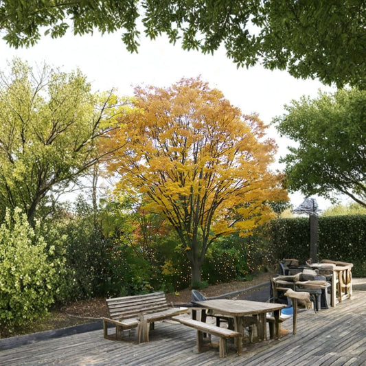 Japanese Zelkova – Zelkova serrata Seeds | 240 Seeds | Fast Growing Shade Tree | Showy Fall Colors | Hardy Urban Tree
