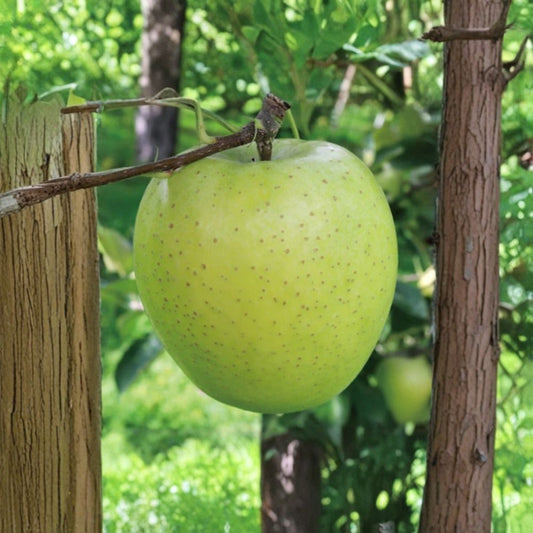 Japanese Aomori Orin Apple Tree – Malus domestica Live Bare Root | 32 Inches Tall | Green Dragon Apple | Premium Japanese Variety
