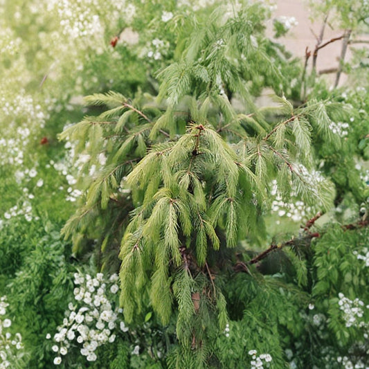 Himalayan Spruce – Picea smithiana (Morinda Spruce) Seeds | 200 Seeds | Evergreen Conifer | Weeping Form | Cold Hardy Tree