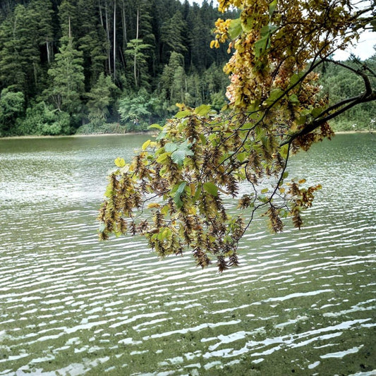 European Hornbeam – Carpinus betulus Tree Seeds | 960 Seeds | Bulk Privacy Hedge Tree | Cold Hardy | Fall Color Landscape Tree