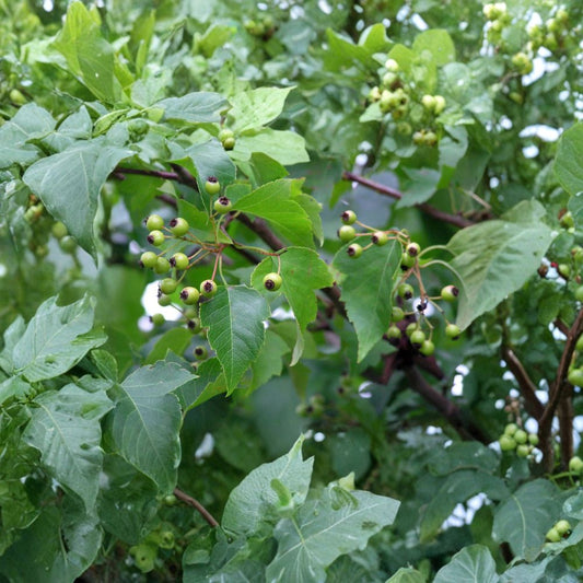 Japanese Zelkova – Zelkova serrata Seeds | 480 Seeds | Fast Growing Shade Tree | Brilliant Fall Foliage | Hardy Street Tree