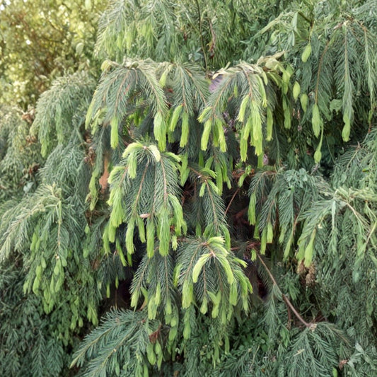 Himalayan Spruce – Picea smithiana (Morinda Spruce) Tree Seeds | 800 Seeds | Evergreen Conifer | Weeping Form | Cold Hardy