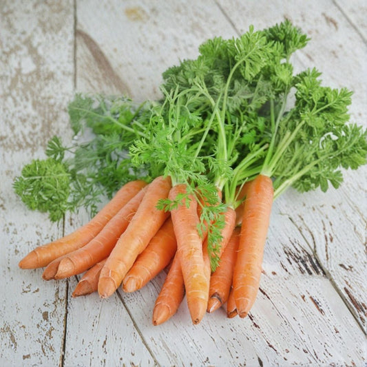Carrot Seeds – Danvers 126 | Approx. 800 Seeds | Heirloom Open Pollinated Garden Vegetable | Storage Carrot Variety | Easy to Grow