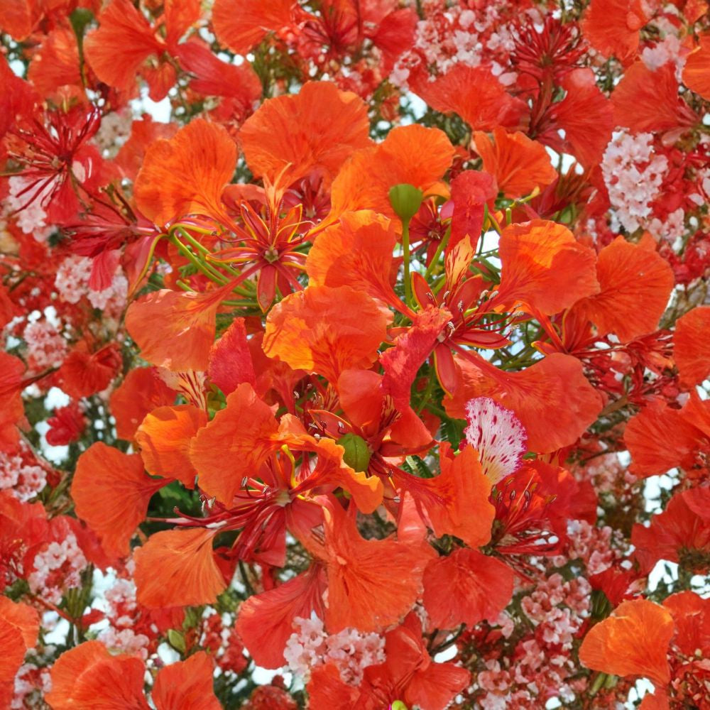 Royal Poinciana – Delonix regia Tree Seeds | 5 Seeds | Tropical Flame Tree | Fast Growing | Showy Red Flowers