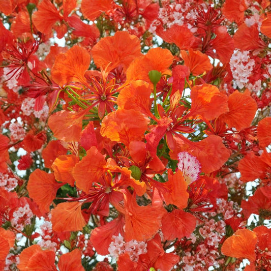 Royal Poinciana – Delonix regia Tree Seeds | 5 Seeds | Tropical Flame Tree | Fast Growing | Showy Red Flowers