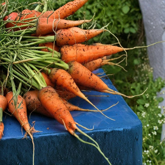 Carrot Seeds – Danvers 126 | Approx. 1600 Seeds | Heirloom Open Pollinated Garden Vegetable | Storage Carrot Variety | Easy to Grow