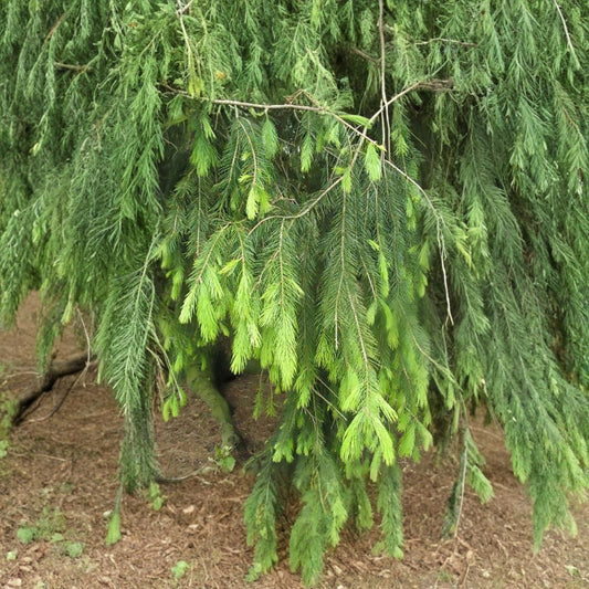 Himalayan Spruce – Picea smithiana (Morinda Spruce) Tree Seeds | 1,600 Seeds | Evergreen Conifer | Weeping Form | Cold Hardy