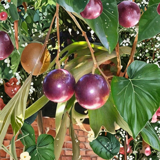 Purple Caimito Tree – Chrysophyllum cainito Live Plant | 3 Feet Tall | 3 Gallon Pot Star Apple Tree | Tropical Fruit Tree