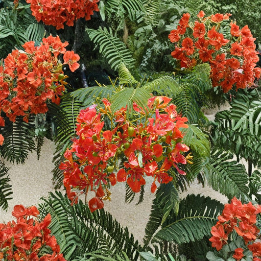 Royal Poinciana – Delonix regia Tree Seeds | 15 Seeds | Tropical Flame Tree | Fast Growing | Showy Red Flowers