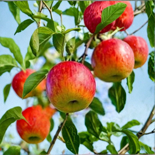 Fuji Apple Tree – Malus domestica Live Bare Root | 16+ Inches Tall | Fast Growing Fruit Tree | Backyard Orchard Starter