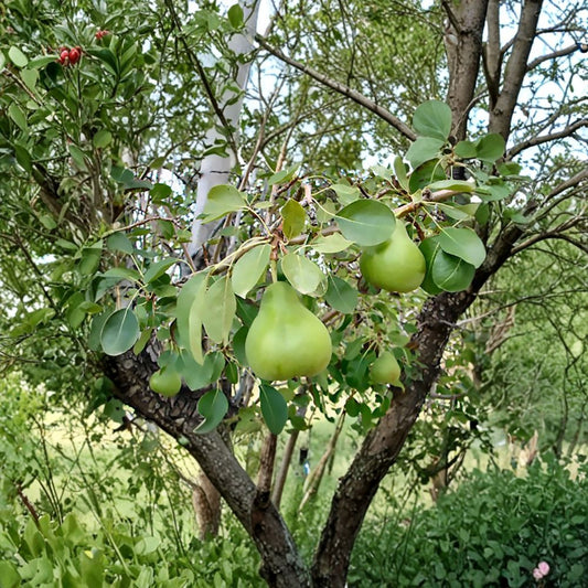 Bartlett Pear Tree Seeds – Pyrus communis | 30 Seeds | Edible Fruit Tree | Hardy Fast Growing | White Spring Blossoms