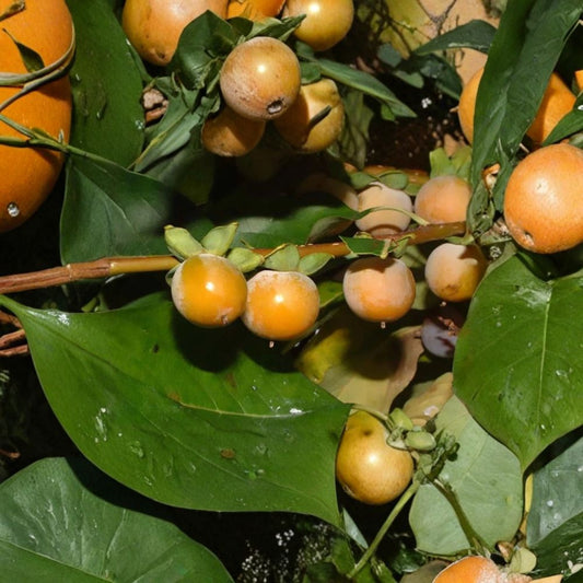 Date Plum Persimmon – Diospyros lotus Seeds | 30 Seeds | Hardy Edible Fruit Tree | Cold Tolerant