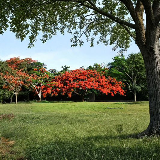 Royal Poinciana – Delonix regia Tree Seeds | 30 Seeds | Tropical Flame Tree | Fast Growing | Showy Red Flowers