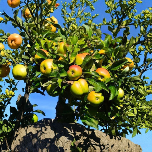 Jonagold Apple Trees – Malus domestica Live Bare Root | Set of 2 Trees | 2 Feet Tall | Sweet Crisp Orchard Apples