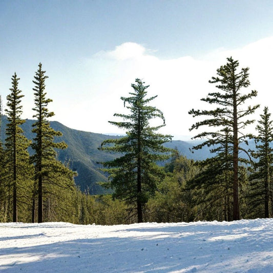 Sugar Pine – Pinus lambertiana Seeds | 15 Seeds | King of Pines | Giant Pine Cones | Fragrant Evergreen Tree
