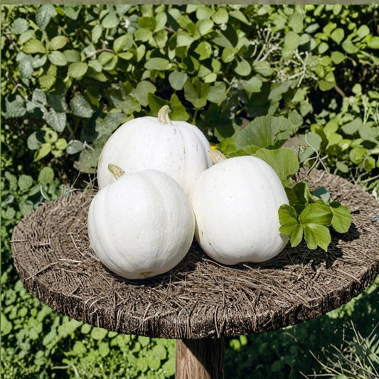 Casper White Pumpkin Seeds – Cucurbita pepo | Approx. 30 Seeds | Heirloom Open Pollinated Pumpkin | White Garden Pumpkin Variety | Easy to Grow