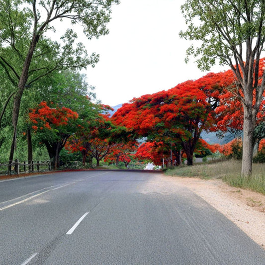 Royal Poinciana – Delonix regia Tree Seeds | 60 Seeds | Tropical Flame Tree | Fast Growing | Showy Red Flowers