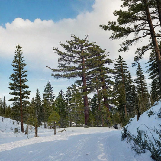 Sugar Pine – Pinus lambertiana Seeds | 30 Seeds | King of Pines | Giant Pine Cones | Fragrant Evergreen Conifer