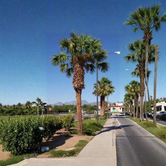 Mexican Fan Palm – Washingtonia robusta Seeds | 120 Seeds | Fast Growing Evergreen Palm | Heat & Drought Tolerant | Tropical Landscape Tree