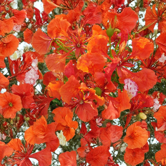 Royal Poinciana – Delonix regia Tree Seeds | 120 Seeds | Tropical Flame Tree | Fast Growing | Showy Red Flowers