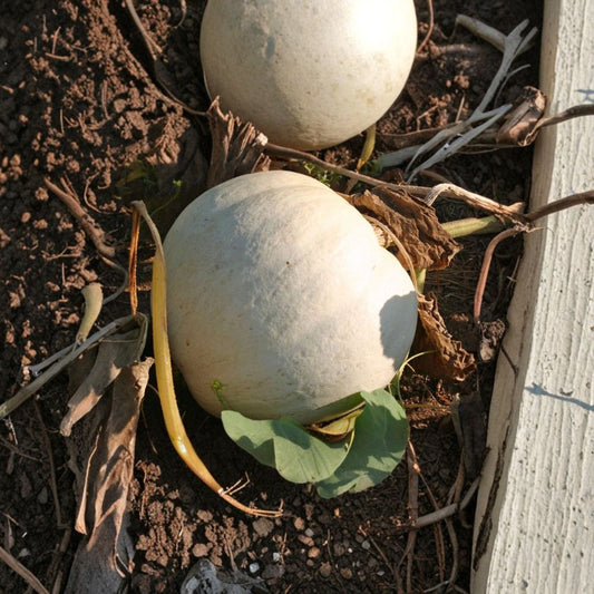 Casper White Pumpkin Seeds – Cucurbita pepo | Approx. 120 Seeds | Heirloom Open Pollinated Pumpkin | Unique White Garden Pumpkin | Easy to Grow
