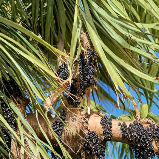 Mexican Fan Palm – Washingtonia robusta Seeds | 240 Seeds | Fast Growing Evergreen Palm | Heat & Drought Tolerant | Tropical Landscape Tree
