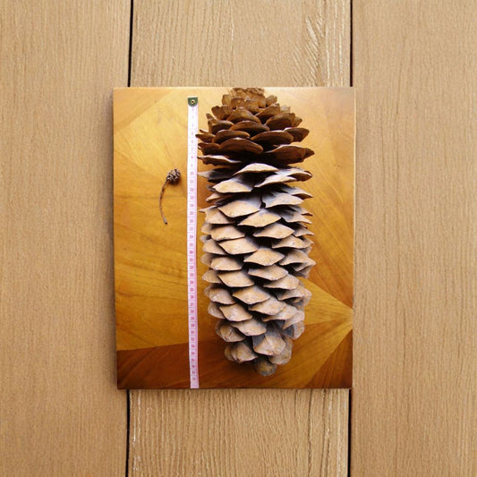 Sugar Pine – Pinus lambertiana Seeds | 60 Seeds | King of Pines | Giant Pine Cones | Fragrant Evergreen Tree