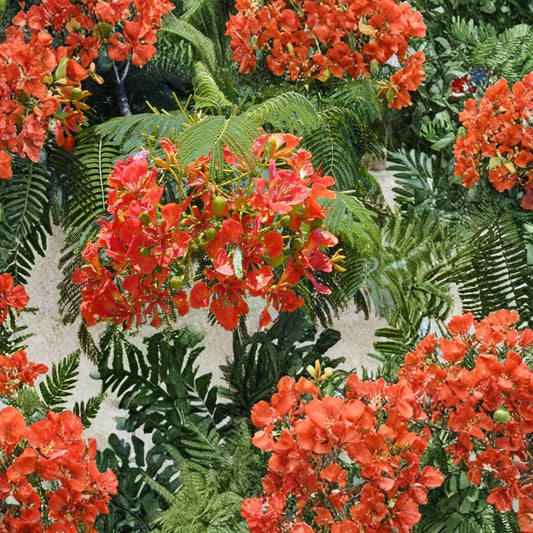 Royal Poinciana – Delonix regia Tree Seeds | 240 Seeds | Tropical Flame Tree | Fast Growing | Showy Red Flowers