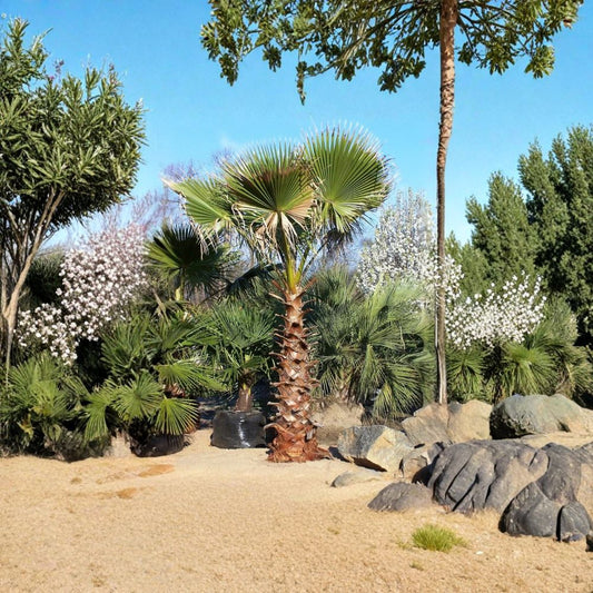 Mexican Fan Palm – Washingtonia robusta Seeds | 480 Seeds | Fast Growing Evergreen Palm | Heat & Drought Tolerant | Tropical Landscape Tree