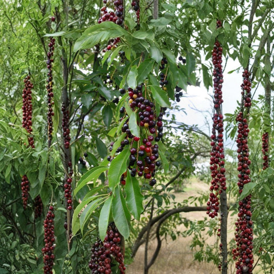 Black Cherry – Prunus serotina Tree Seeds | 10 Seeds | Native Fruit Tree | Fragrant White Flowers | Wildlife Friendly