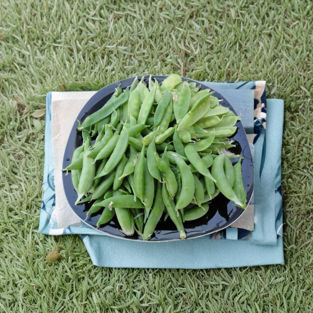 Sugar Ann Snap Pea Seeds – Pisum sativum | Approx. 20 Seeds | Heirloom Open Pollinated Pea | Sweet Edible Pod Peas | Easy to Grow Garden Vegetable